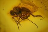 Four Detailed Fossil Flies (Diptera) In Baltic Amber #139059-1